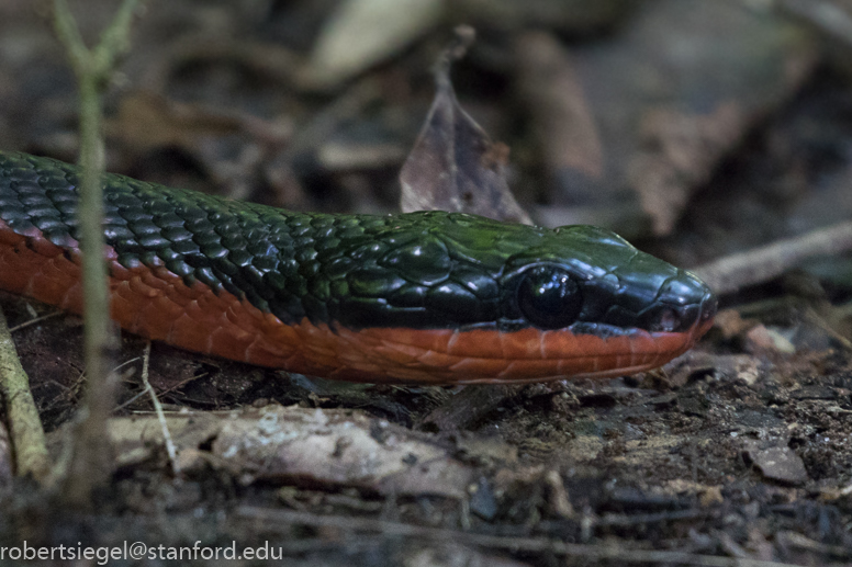 panama